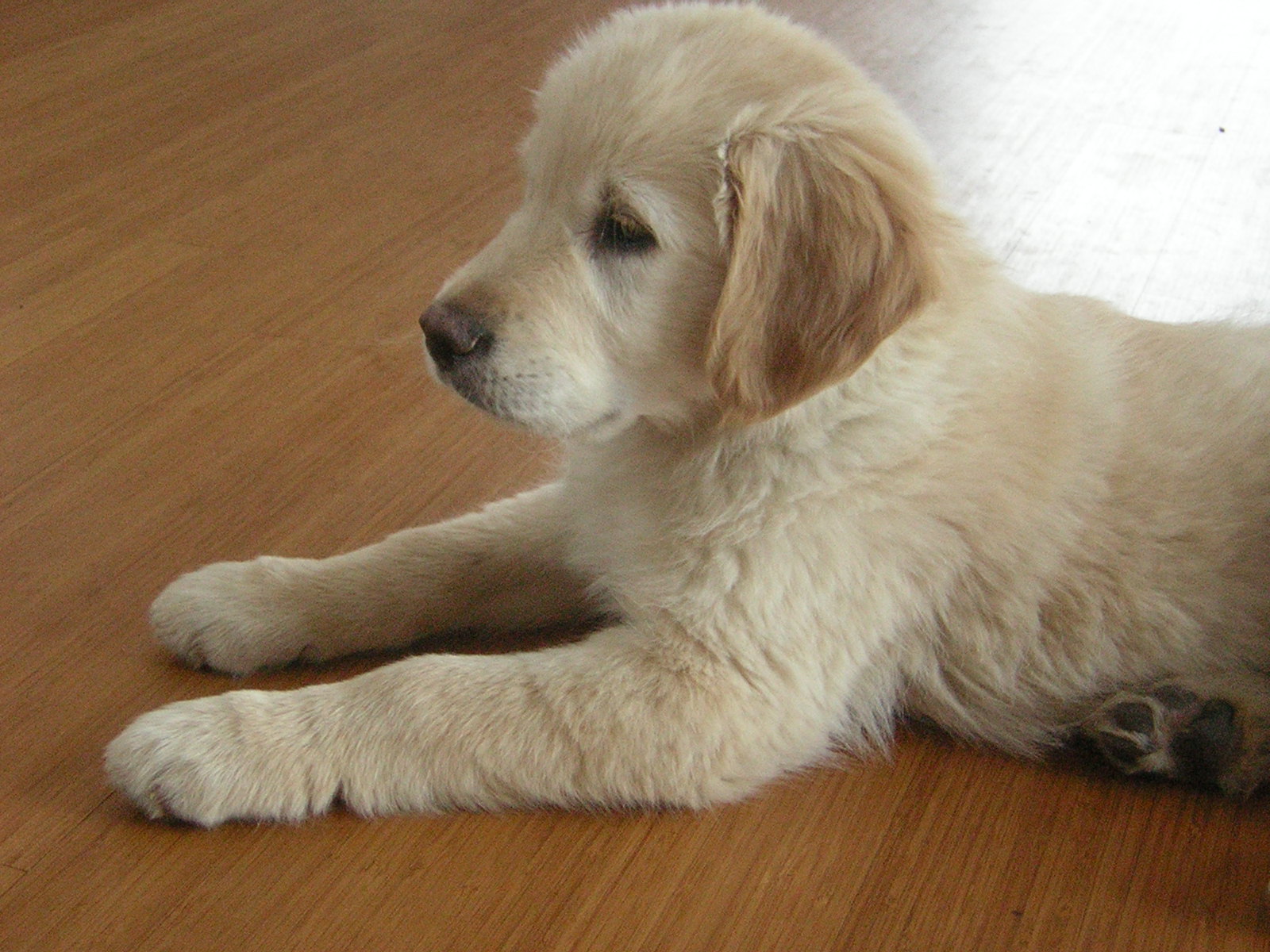 A quiet pet memorial keepsake with a star map and a pet's name